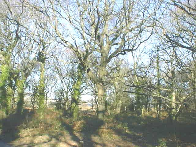 Hengistbury Head Forest